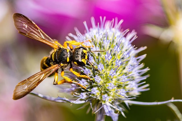 Free download bee entomology pollination flower free picture to be edited with GIMP free online image editor