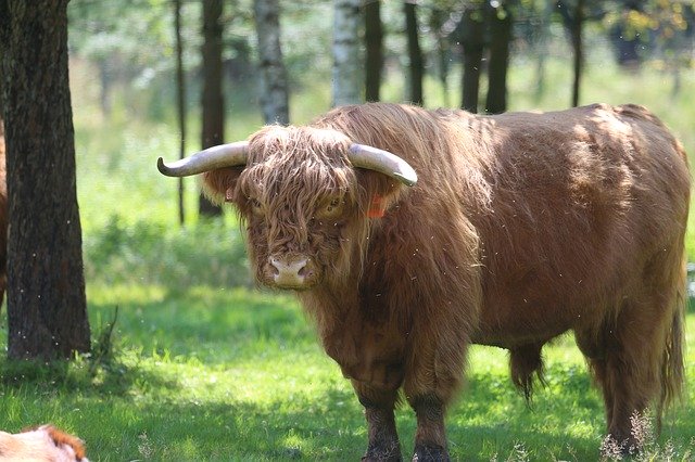 دانلود رایگان Beef Cow Agriculture - عکس یا تصویر رایگان قابل ویرایش با ویرایشگر تصویر آنلاین GIMP