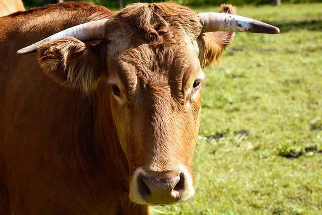 Free download beef cow nature animal cattle free picture to be edited with GIMP free online image editor