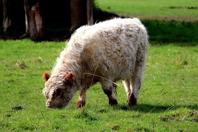 Free download beef highland cattle free picture to be edited with GIMP free online image editor