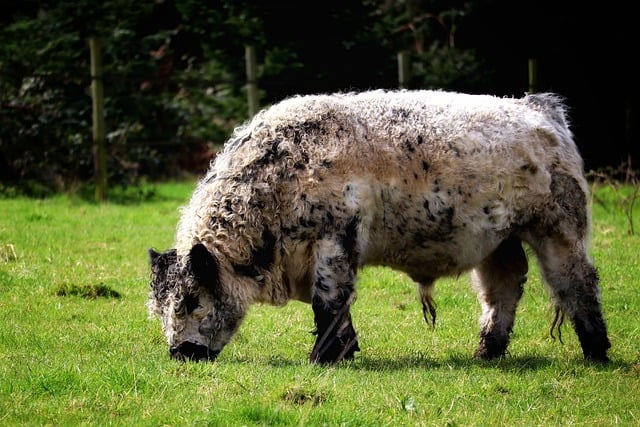 Free download beef highland cattle animal bull free picture to be edited with GIMP free online image editor