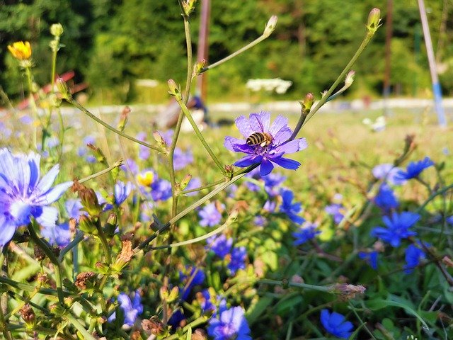 免费下载 Bee Field Flowers Nature - 可使用 GIMP 在线图像编辑器编辑的免费照片或图片