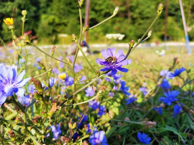 Free download Bee Field Flowers Nature -  free photo or picture to be edited with GIMP online image editor