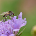 Bee flies  screen for extension Chrome web store in OffiDocs Chromium