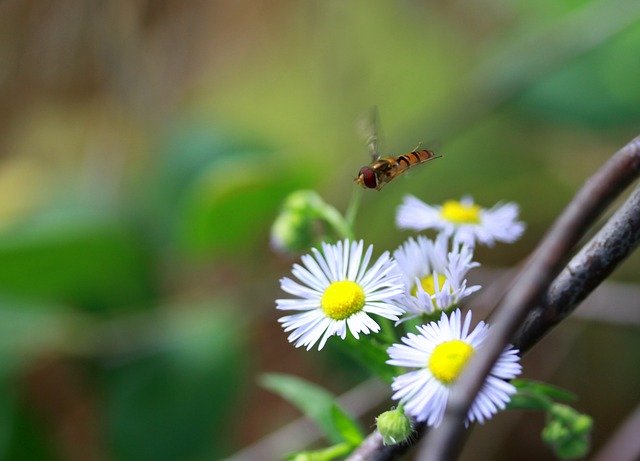 Free download Bee Flight Insecta -  free photo or picture to be edited with GIMP online image editor