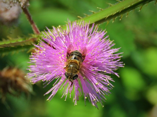 Baixar Bee Flower Bloom - foto ou imagem grátis para ser editada com o editor de imagens online GIMP