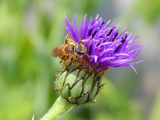تحميل مجاني Bee Flower Garden Furrow - صورة مجانية أو صورة ليتم تحريرها باستخدام محرر الصور عبر الإنترنت GIMP