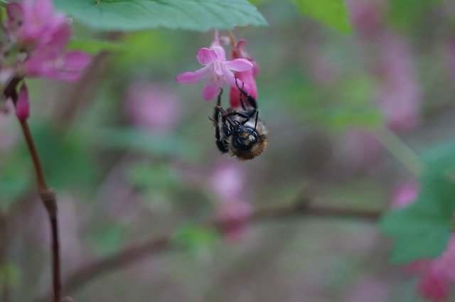 Descărcați gratuit șablon foto gratuit Bee Flower Insect pentru a fi editat cu editorul de imagini online GIMP