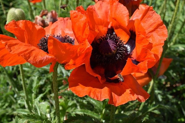 무료 다운로드 Bee Flower Insect Close - 무료 사진 또는 GIMP 온라인 이미지 편집기로 편집할 수 있는 사진