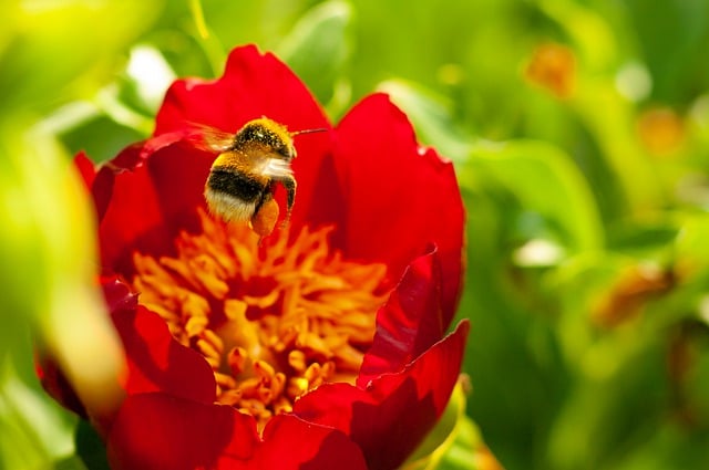 Free download bee flower insect macro nature free picture to be edited with GIMP free online image editor