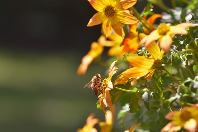 Free download bee flower insect nature macro free picture to be edited with GIMP free online image editor