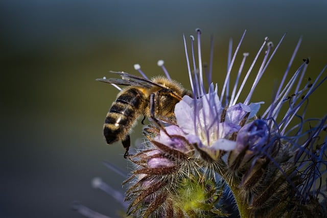 Free download bee flower insect pollinate free picture to be edited with GIMP free online image editor
