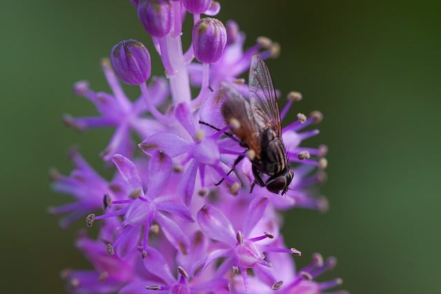 Free download bee flower insects plant free picture to be edited with GIMP free online image editor