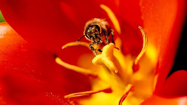 Безкоштовно завантажте Bee Flower Macro – безкоштовну фотографію чи зображення для редагування за допомогою онлайн-редактора зображень GIMP