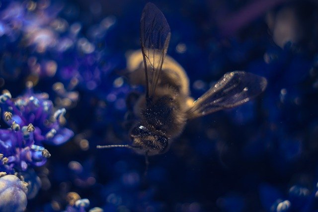 Kostenloser Download Bee Flower Macro Honey - kostenloses Foto oder Bild zur Bearbeitung mit GIMP Online-Bildbearbeitung