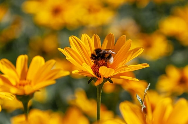 Free download bee flower nature pollination free picture to be edited with GIMP free online image editor