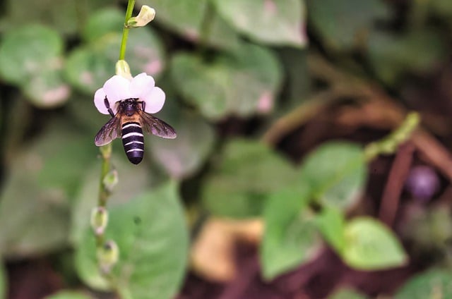 Free download bee flower nectar pollen insect free picture to be edited with GIMP free online image editor