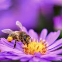 Bee flower petals pollen  screen for extension Chrome web store in OffiDocs Chromium
