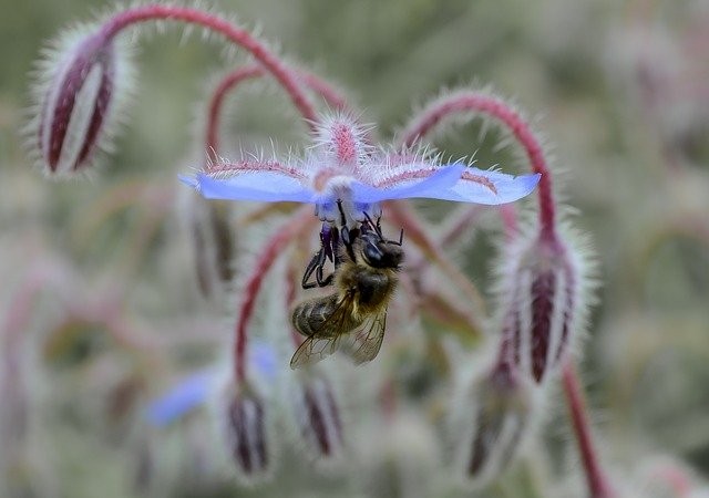 Free download Bee Flower Pollen -  free photo or picture to be edited with GIMP online image editor