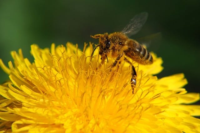 Free download bee flower pollinate spring nature free picture to be edited with GIMP free online image editor