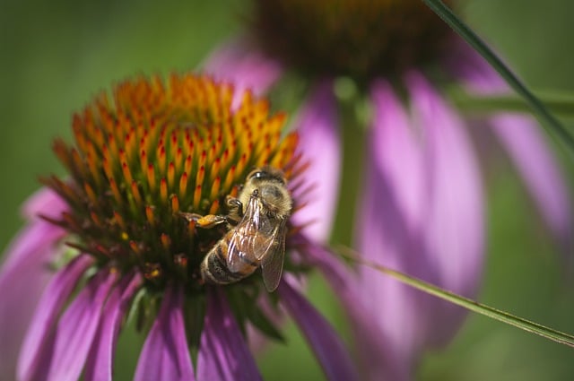 Free download bee flower pollination nature free picture to be edited with GIMP free online image editor