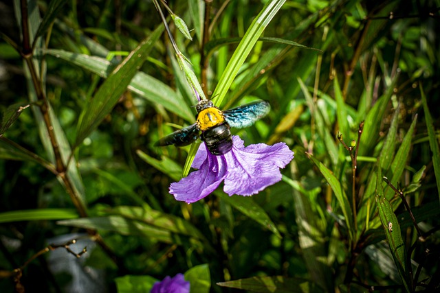 Free download bee flower purple insect plants free picture to be edited with GIMP free online image editor