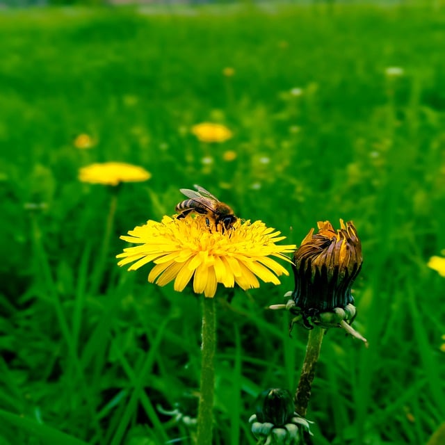 Free download bee flowers grass greens honey free picture to be edited with GIMP free online image editor