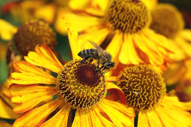 Free download bee flowers insect wings free picture to be edited with GIMP free online image editor