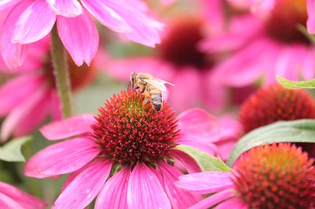 دانلود رایگان Bee Flowers Lavender - عکس یا تصویر رایگان قابل ویرایش با ویرایشگر تصویر آنلاین GIMP