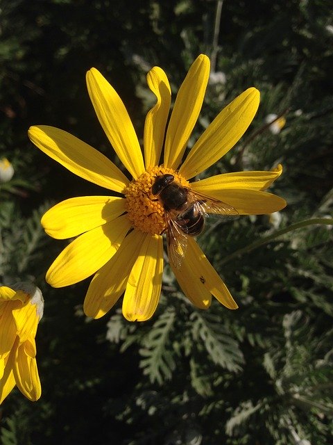 Free download Bee Flowers Nature -  free photo or picture to be edited with GIMP online image editor