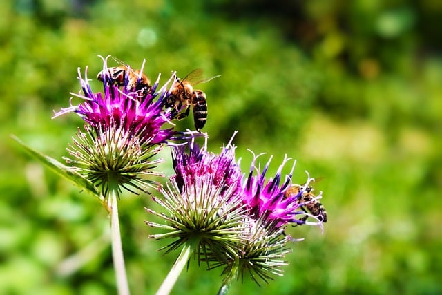 Free download bee flowers nature macro botany free picture to be edited with GIMP free online image editor
