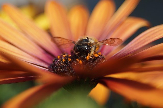 Free download Bee Flower Spanish Marguerite -  free photo or picture to be edited with GIMP online image editor