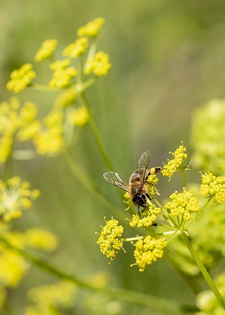 Free download bee flowers plant season green free picture to be edited with GIMP free online image editor