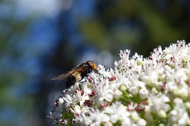 Free download bee flowers pollen pollination free picture to be edited with GIMP free online image editor