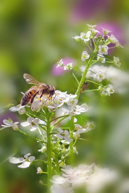 Descarga gratuita de imágenes gratuitas de polinización de flores de abeja para editar con el editor de imágenes en línea gratuito GIMP