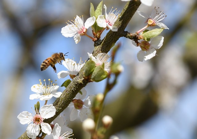 Free download bee flowers pollination free picture to be edited with GIMP free online image editor