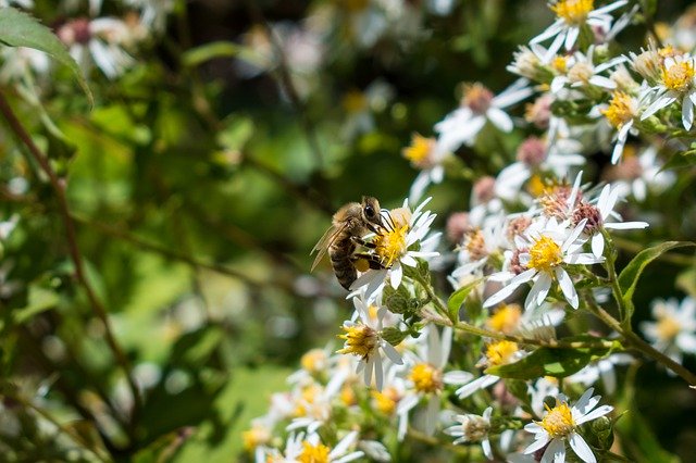 Descarga gratuita Bee Flowers Yellow - foto o imagen gratuita para editar con el editor de imágenes en línea GIMP