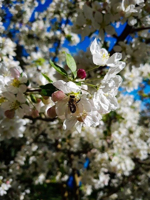 Free download Bee Flower White -  free photo or picture to be edited with GIMP online image editor