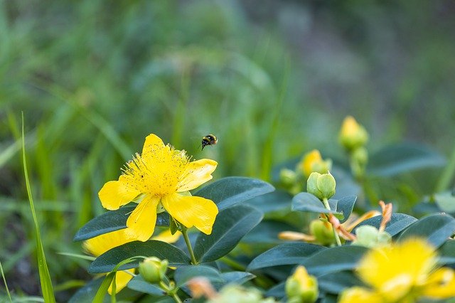 Template Photo Bee Flower Yellow -  for OffiDocs