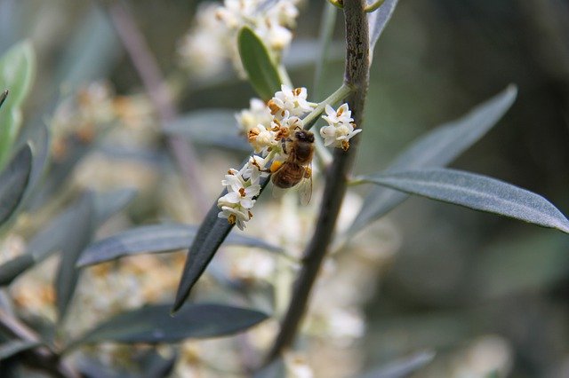 Descărcare gratuită Bee Forage Flower - fotografie sau imagini gratuite pentru a fi editate cu editorul de imagini online GIMP