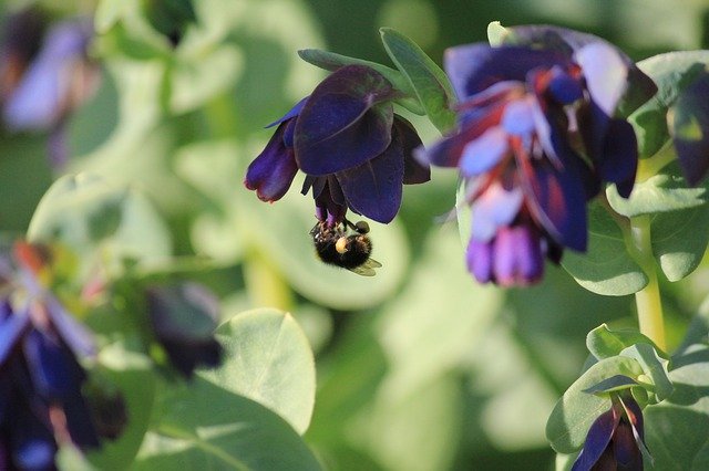 Bezpłatne pobieranie Bee Garden Purple - bezpłatne zdjęcie lub obraz do edycji za pomocą internetowego edytora obrazów GIMP