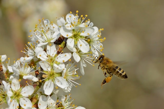 Free download bee honey bee blackthorn blossoms free picture to be edited with GIMP free online image editor