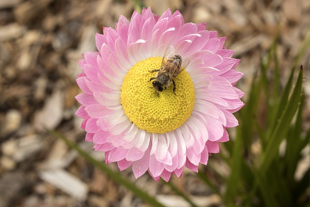 Free download bee honey bee flower insect free picture to be edited with GIMP free online image editor