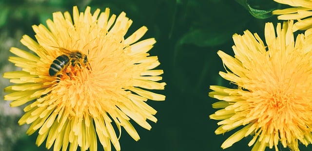 Free download bee honey bee flower insect animal free picture to be edited with GIMP free online image editor