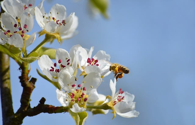 Free download bee honey bee flowers pear blossom free picture to be edited with GIMP free online image editor