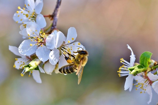 Free download bee honey bee insect pollen nectar free picture to be edited with GIMP free online image editor