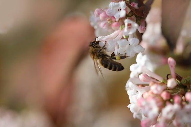 Free download bee honey bee insect pollinate free picture to be edited with GIMP free online image editor