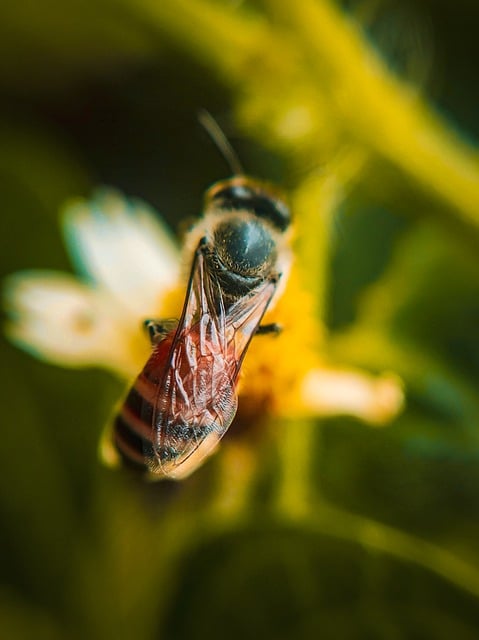 Free download bee honey bee nature insect forest free picture to be edited with GIMP free online image editor
