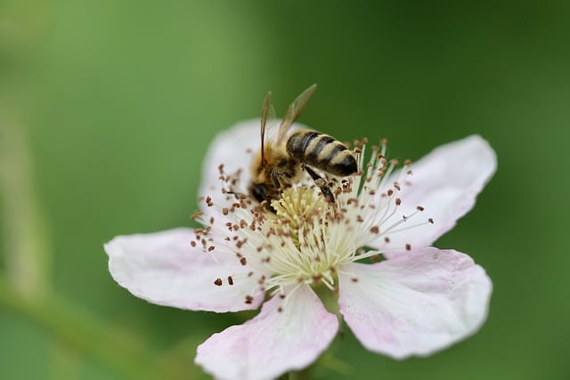 Free download bee honey bee pollinate pollination free picture to be edited with GIMP free online image editor