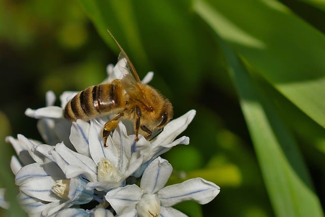 Free download bee honey bee pushkinie spring free picture to be edited with GIMP free online image editor